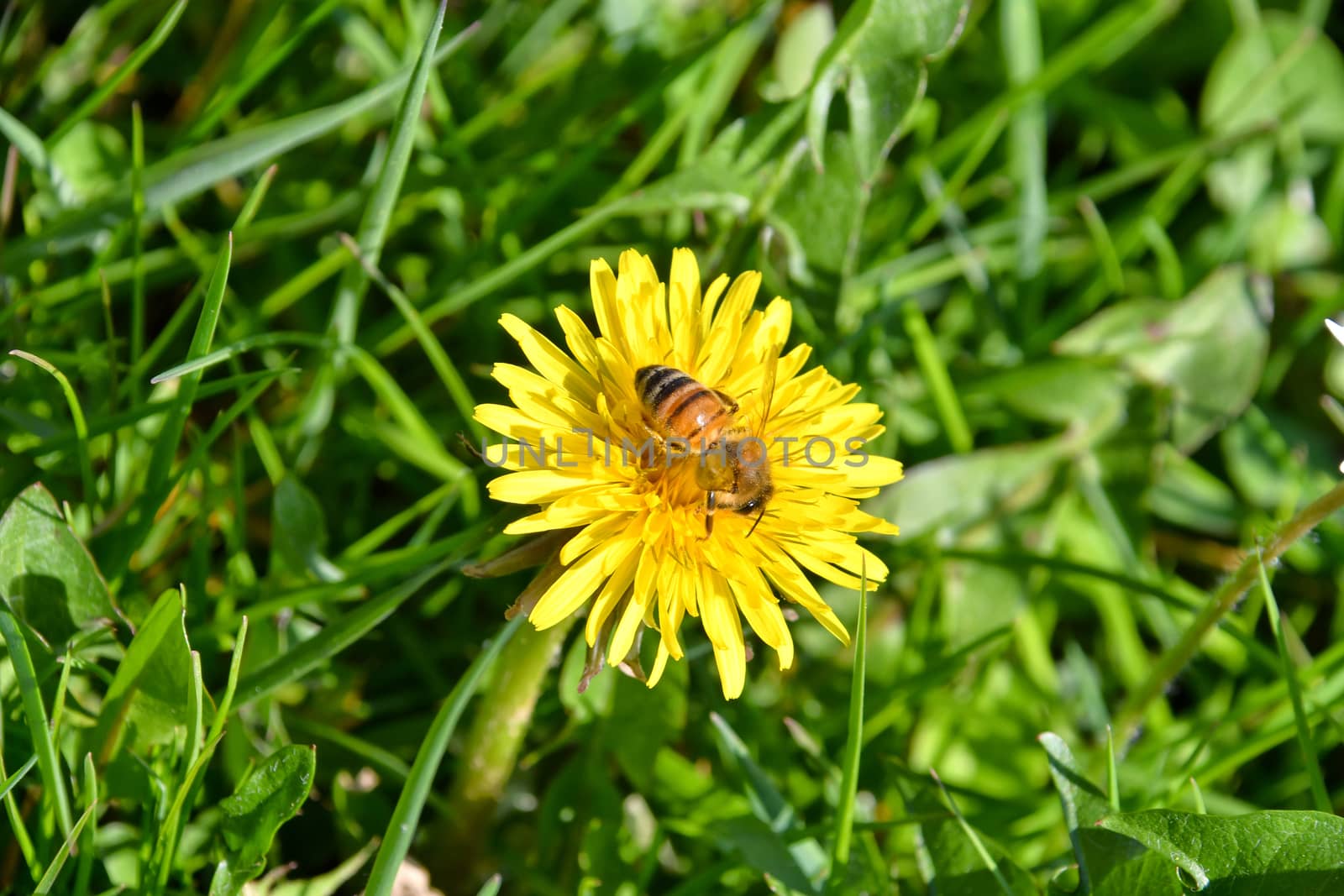 The bee collects nectar from the yellow flowers of the dandelion pollinates them