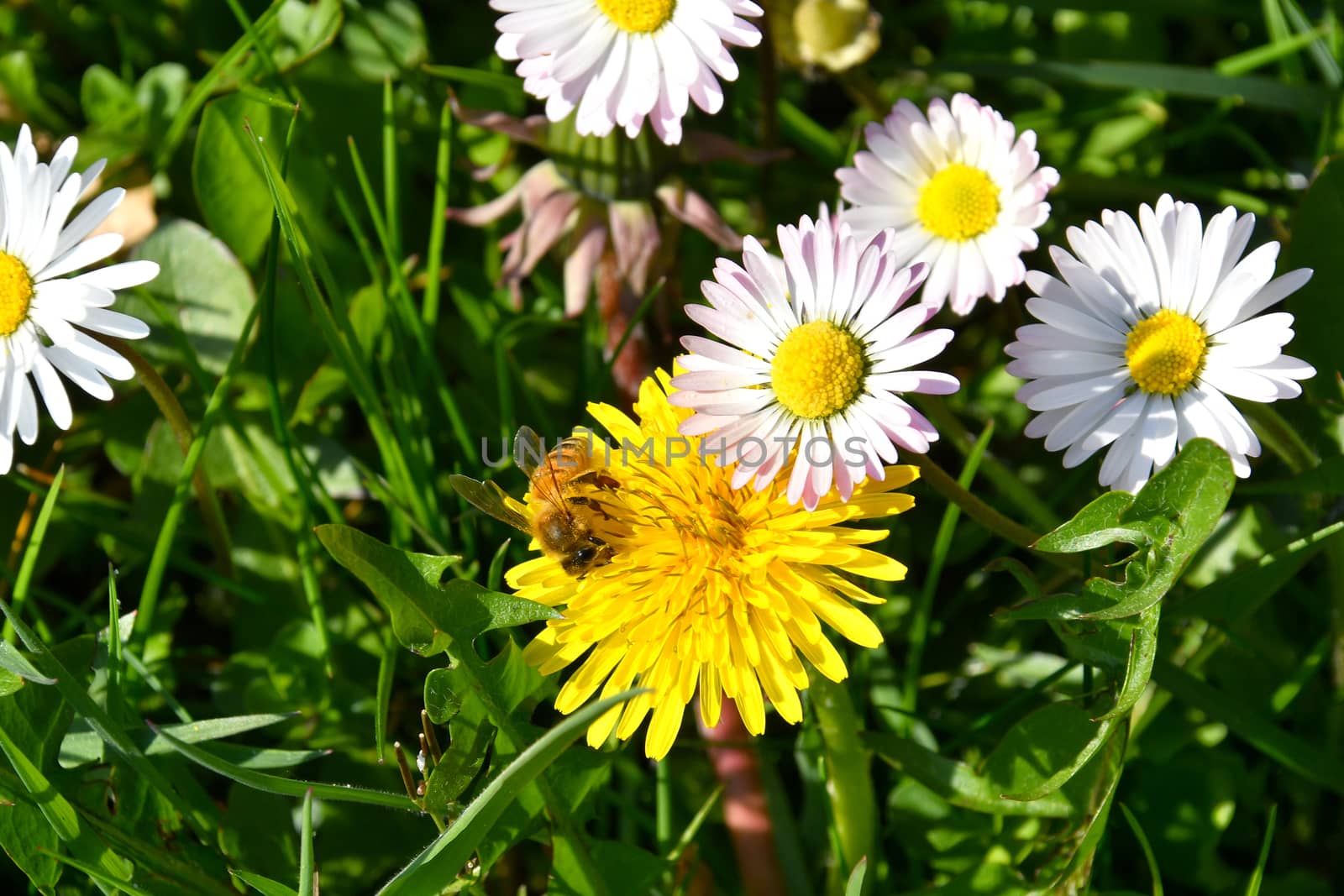 The bee collects nectar from the yellow flowers of the dandelion pollinates them