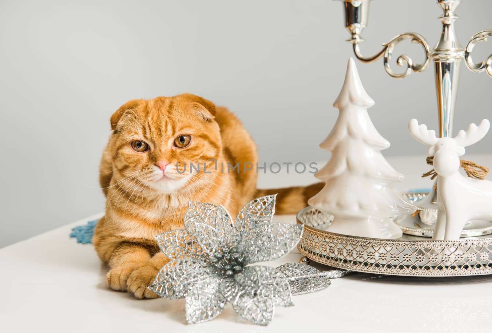 Scottish Fold red cat with candlestick on a white background on holiday. Cat and etiquette.