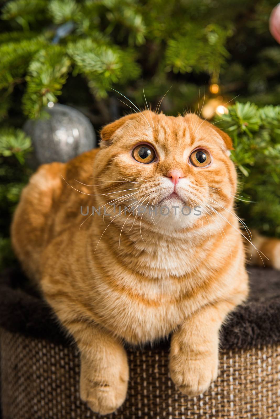 Red Scottish Fold red cat is sitting near Christmas tree