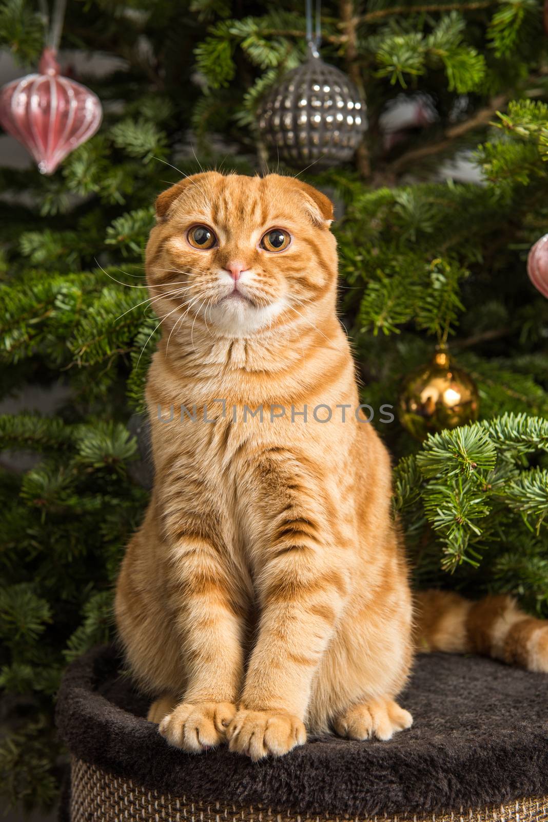 Red Scottish Fold red cat is sitting near Christmas tree