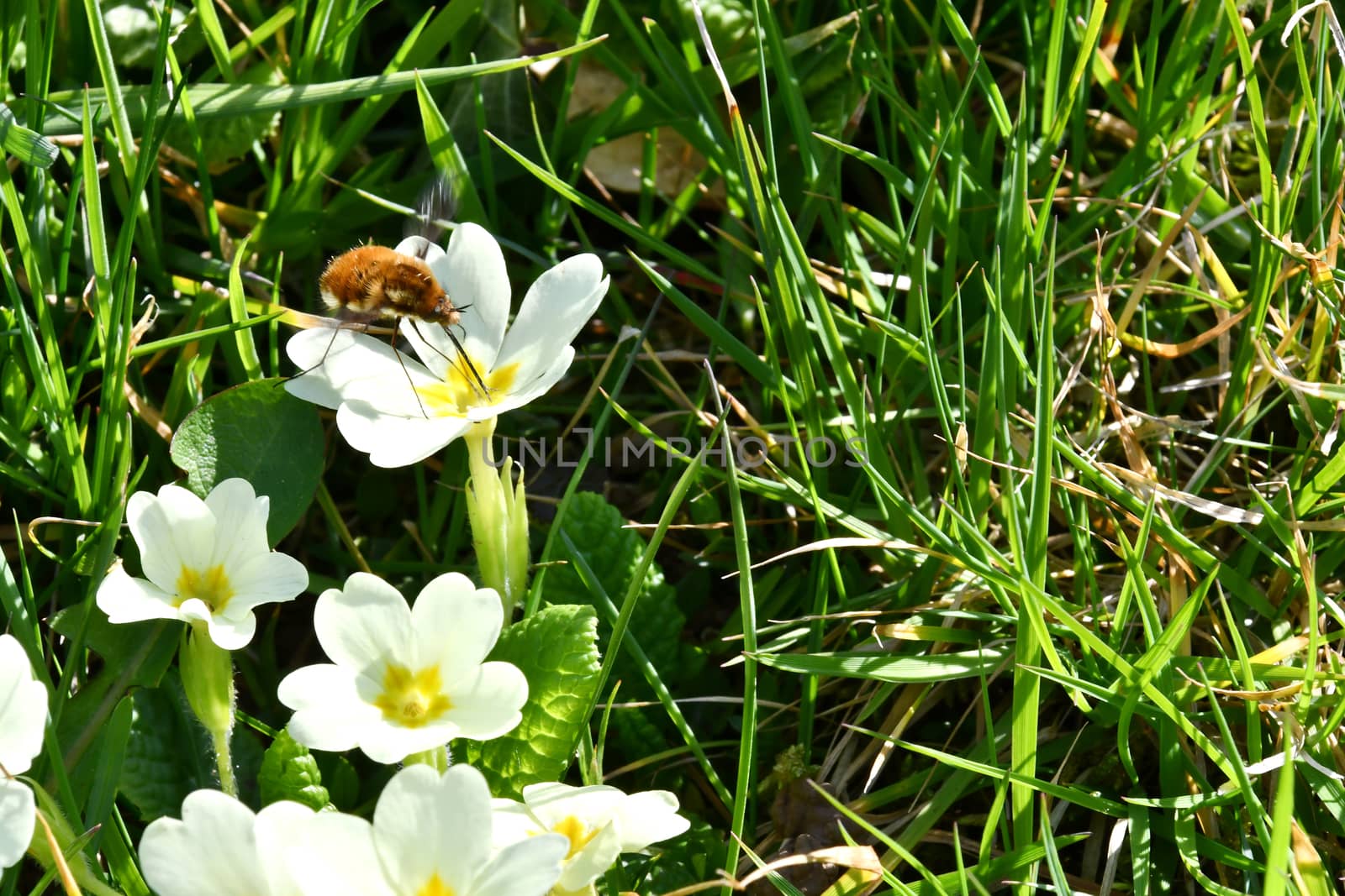 Insects on flowers by bongia