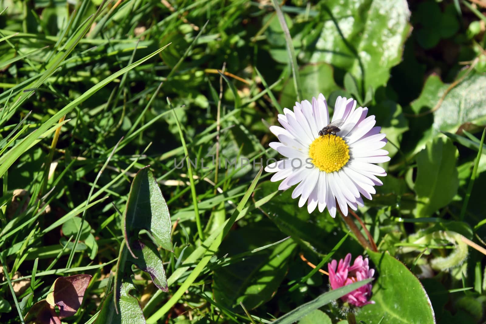 Insects settle on fragrant spring flowers in search of nectar