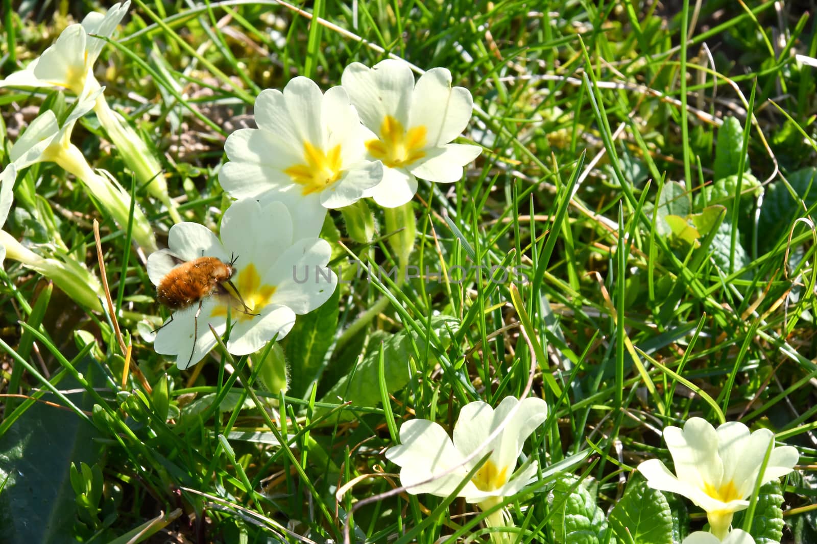 Insects on flowers by bongia