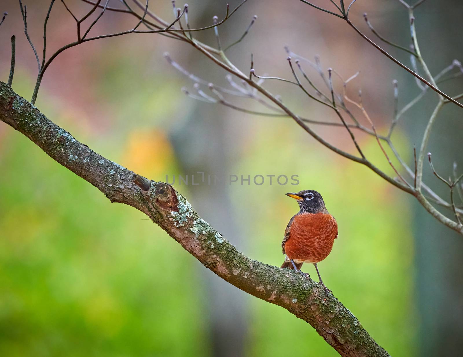 Colorful American Robin sitting in a Dogwood Tree.
