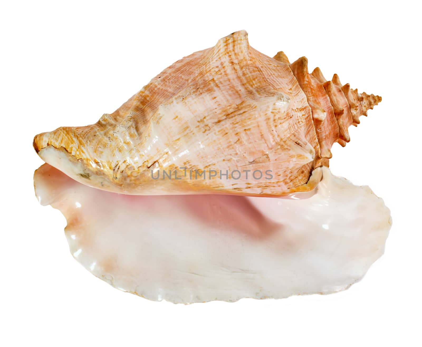 Sea shell isolated on a white background. Beautiful seashell close-up. Lobatus Strombus Gigas. queen conch
