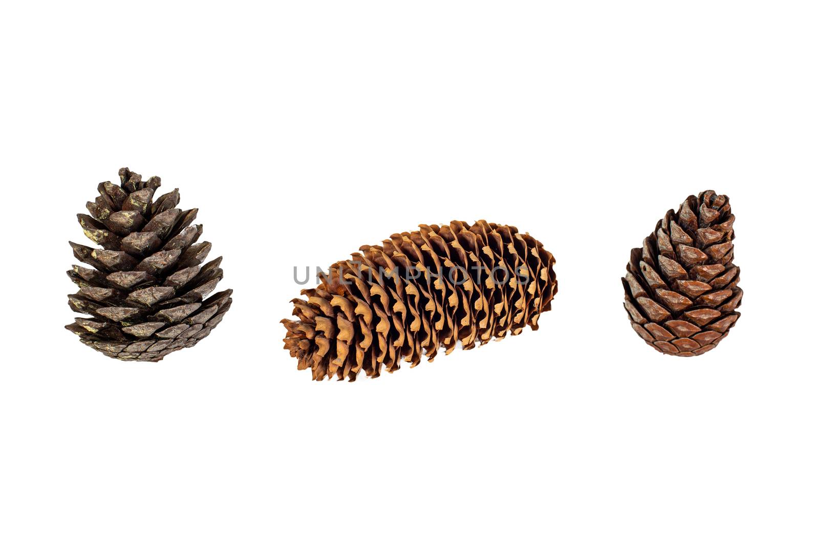 Set of brown pine cone isolated on white background by 977_ReX_977