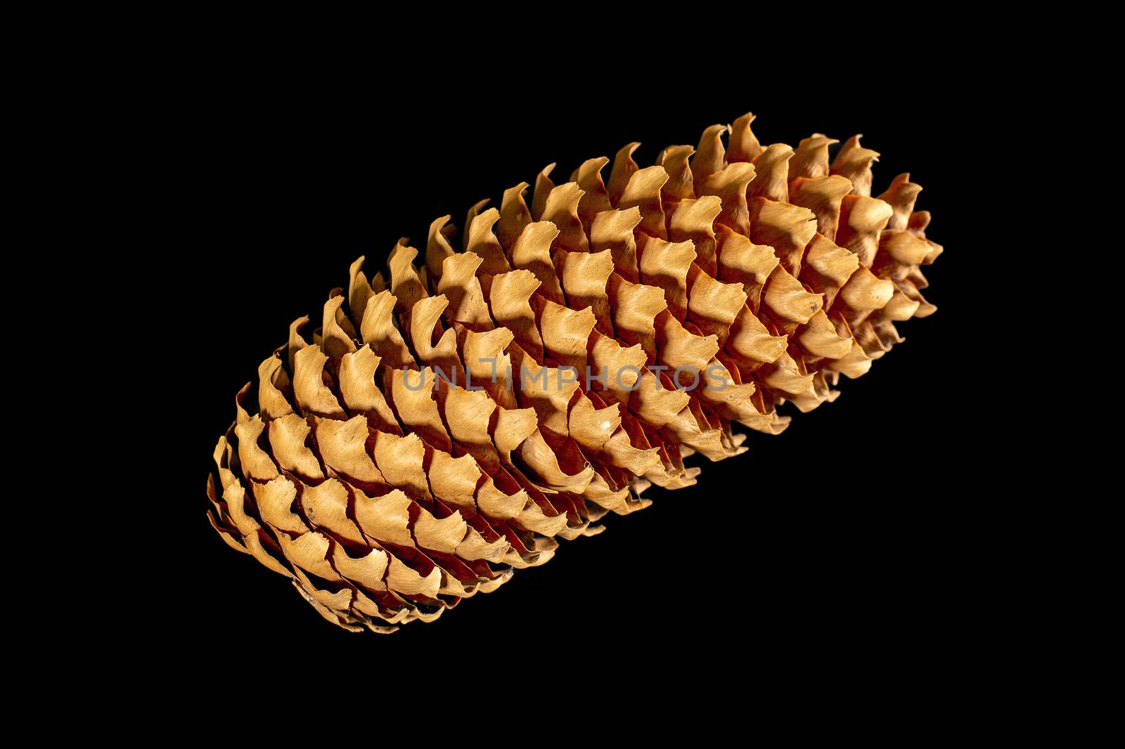 brown pine cone isolated on black background by 977_ReX_977