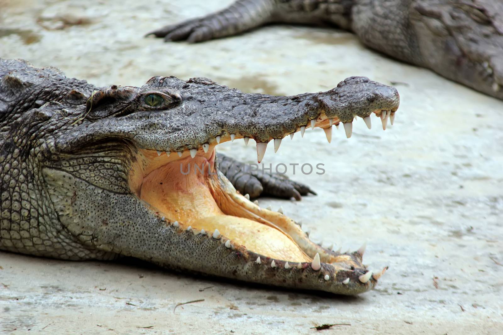 The head of a crocodile with its mouth wide open, blood on its teeth.