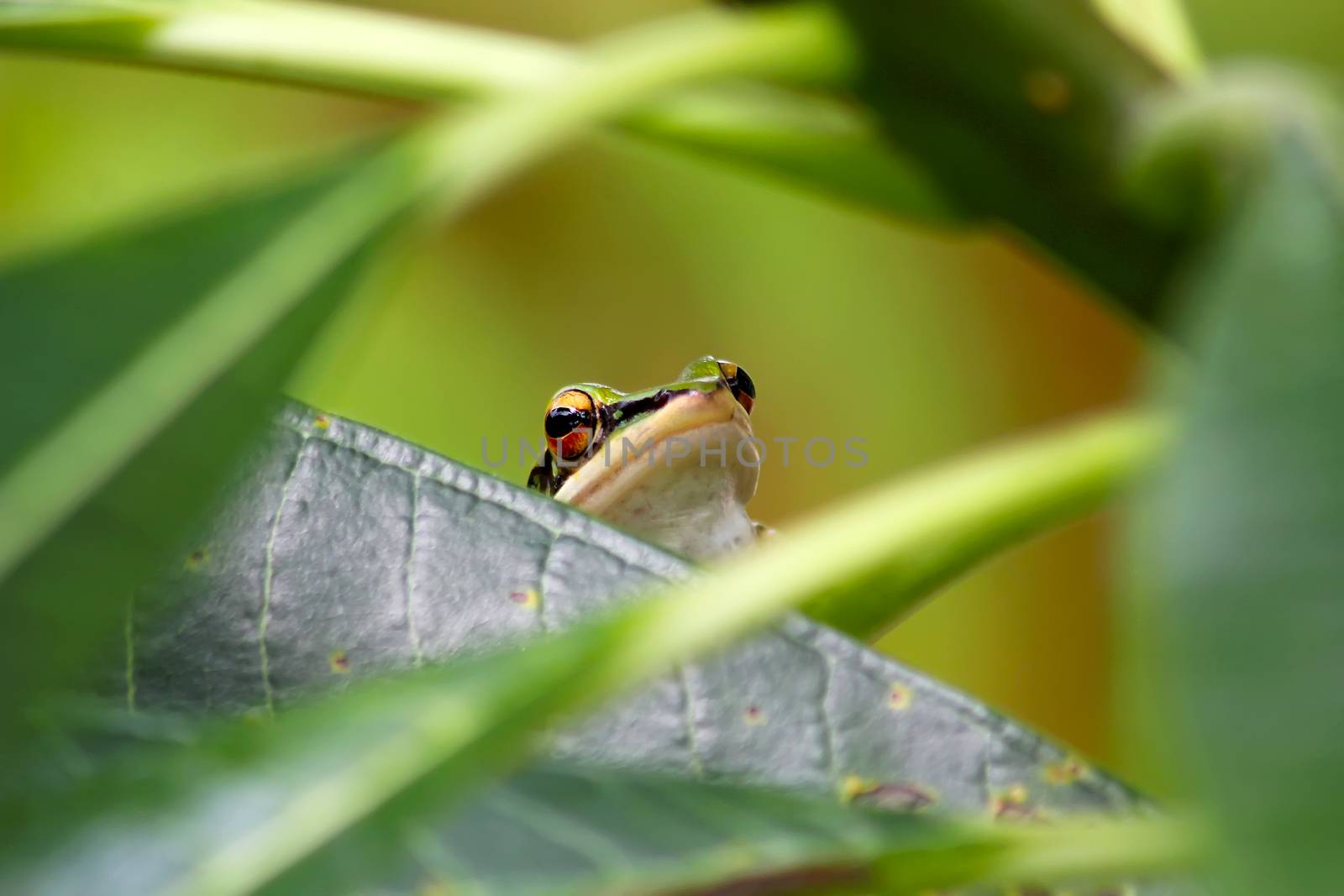 A frog is sitting on a green leaf. The head of a toad peeps out of the grass. Big eyes of a frog close-up macro shot.