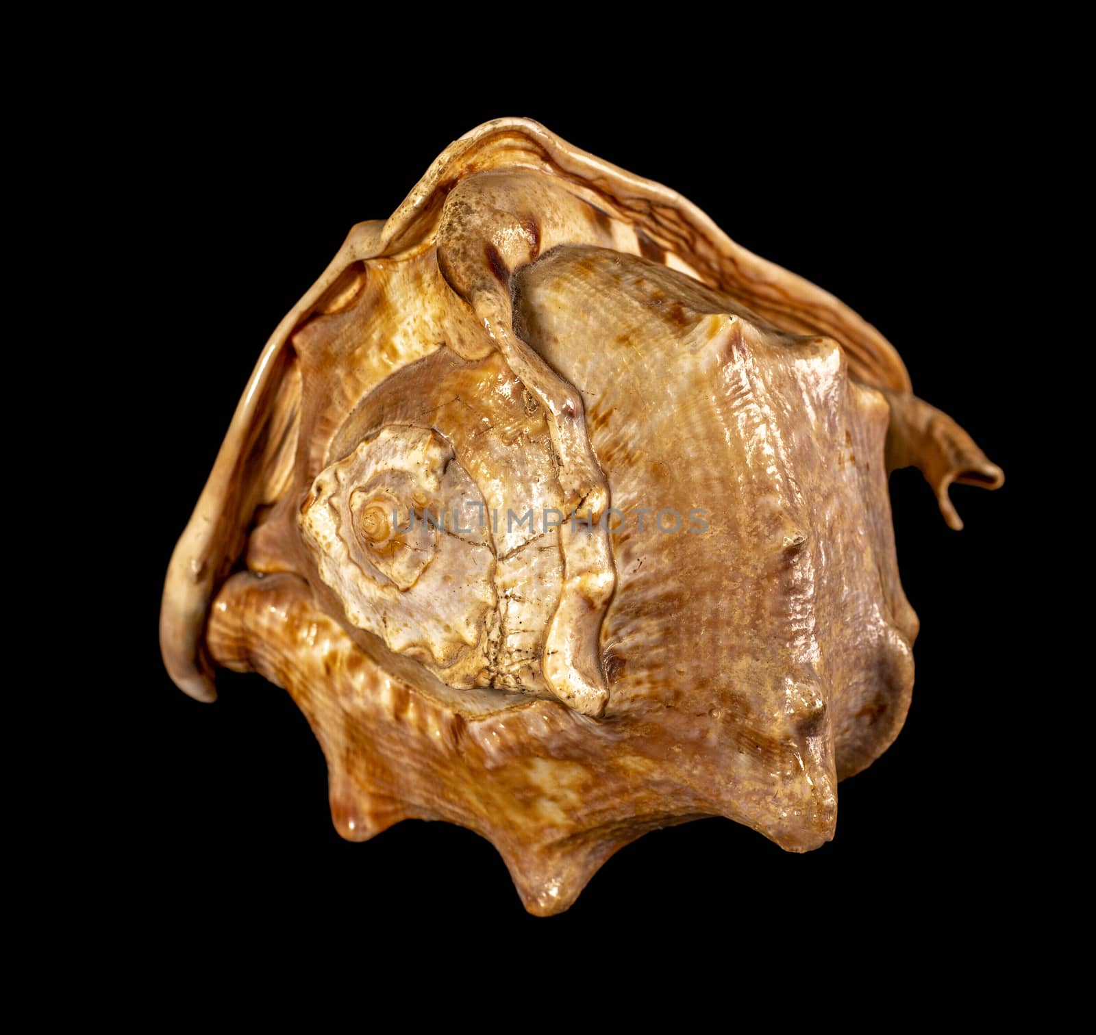 Sea shell isolated on a black background. Beautiful seashell close-up. Cassis cornuta, horned helmet