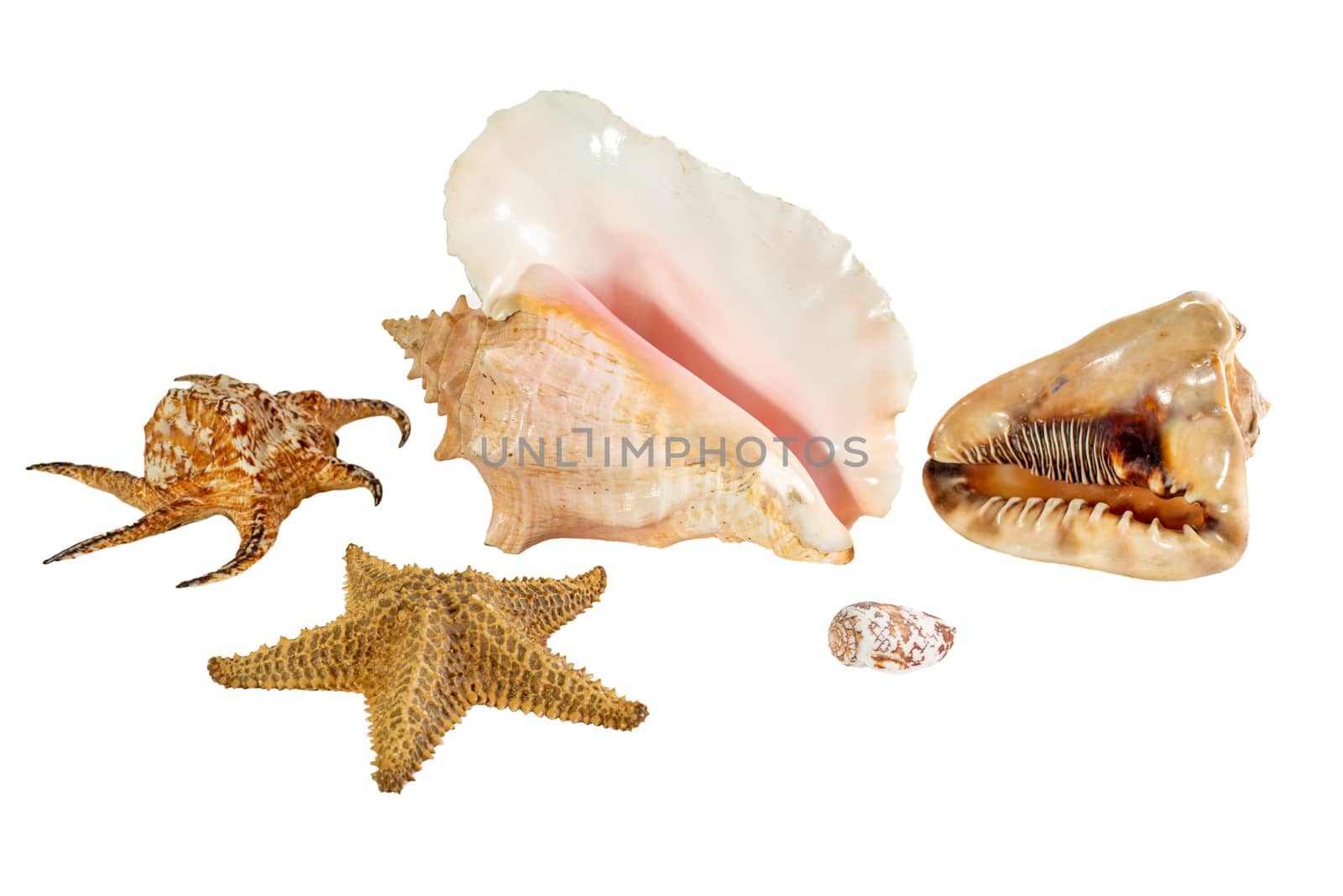 Collection of Sea shell isolated on a white background. Beautiful seashell close-up.
