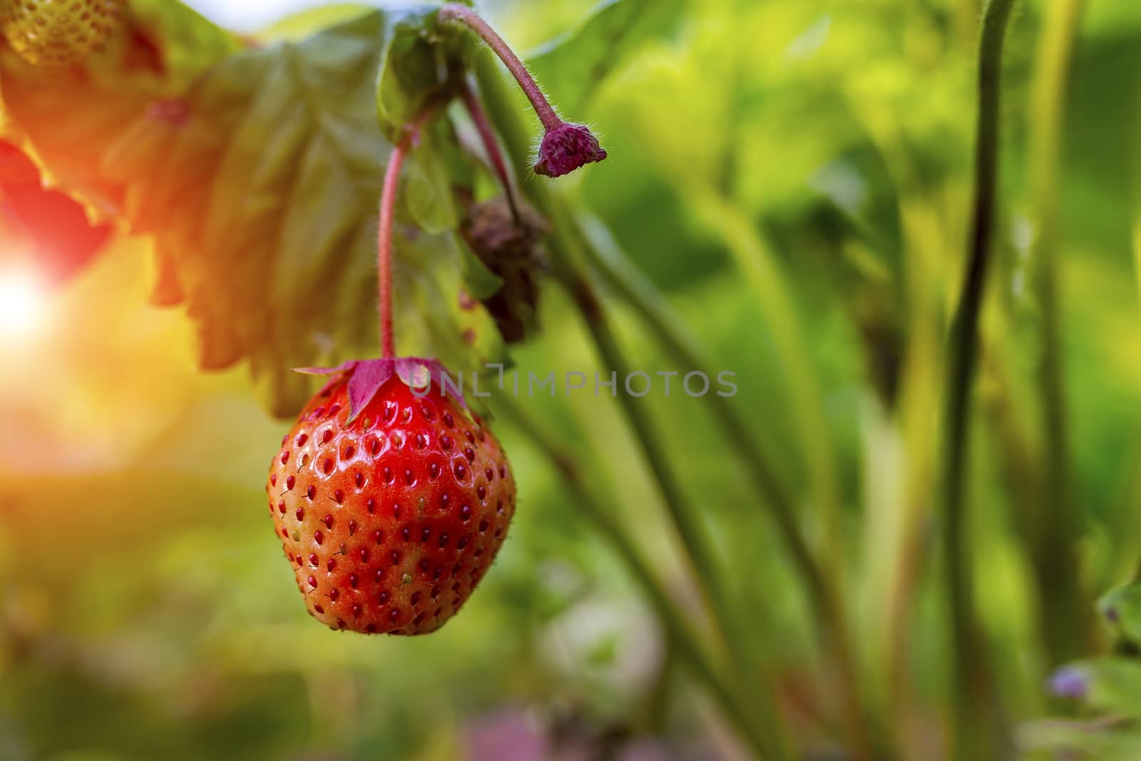 Strawberries grow and ripen in the garden bed against a background of green leaves in the ridge. The sun breaks through the foliage.