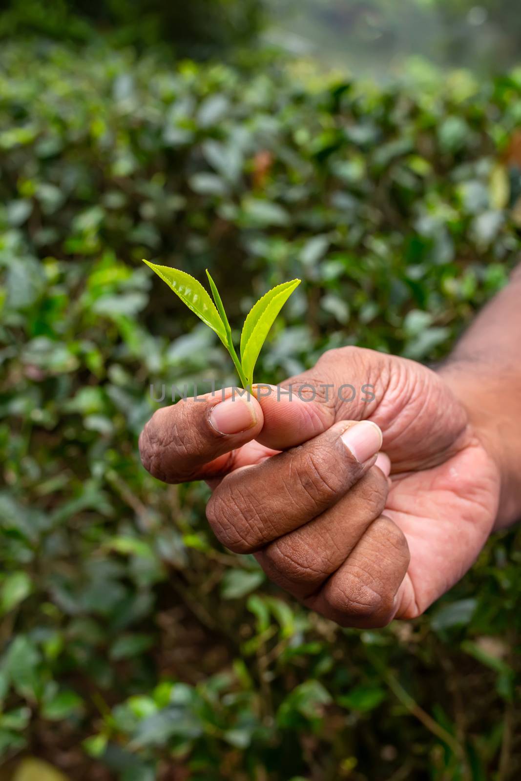 Tea leaves. Young tea leaves are in the hand. The tea picker holds flushes. Harvesting tea.
