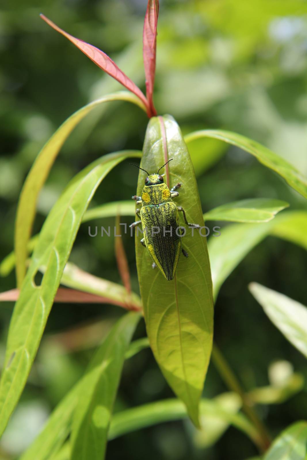 Green yellow large tropical beetle on a plant leaf. by 977_ReX_977