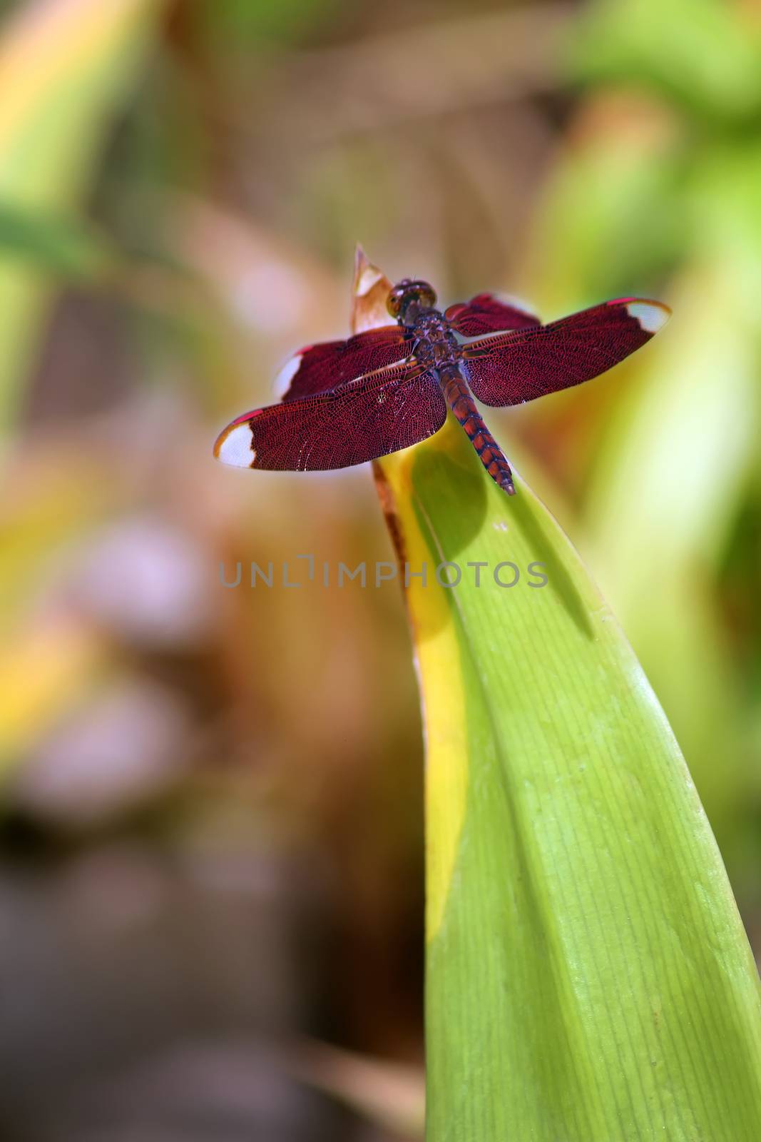 A dragonfly with a pattern on its wings sits at the end of a parting by 977_ReX_977