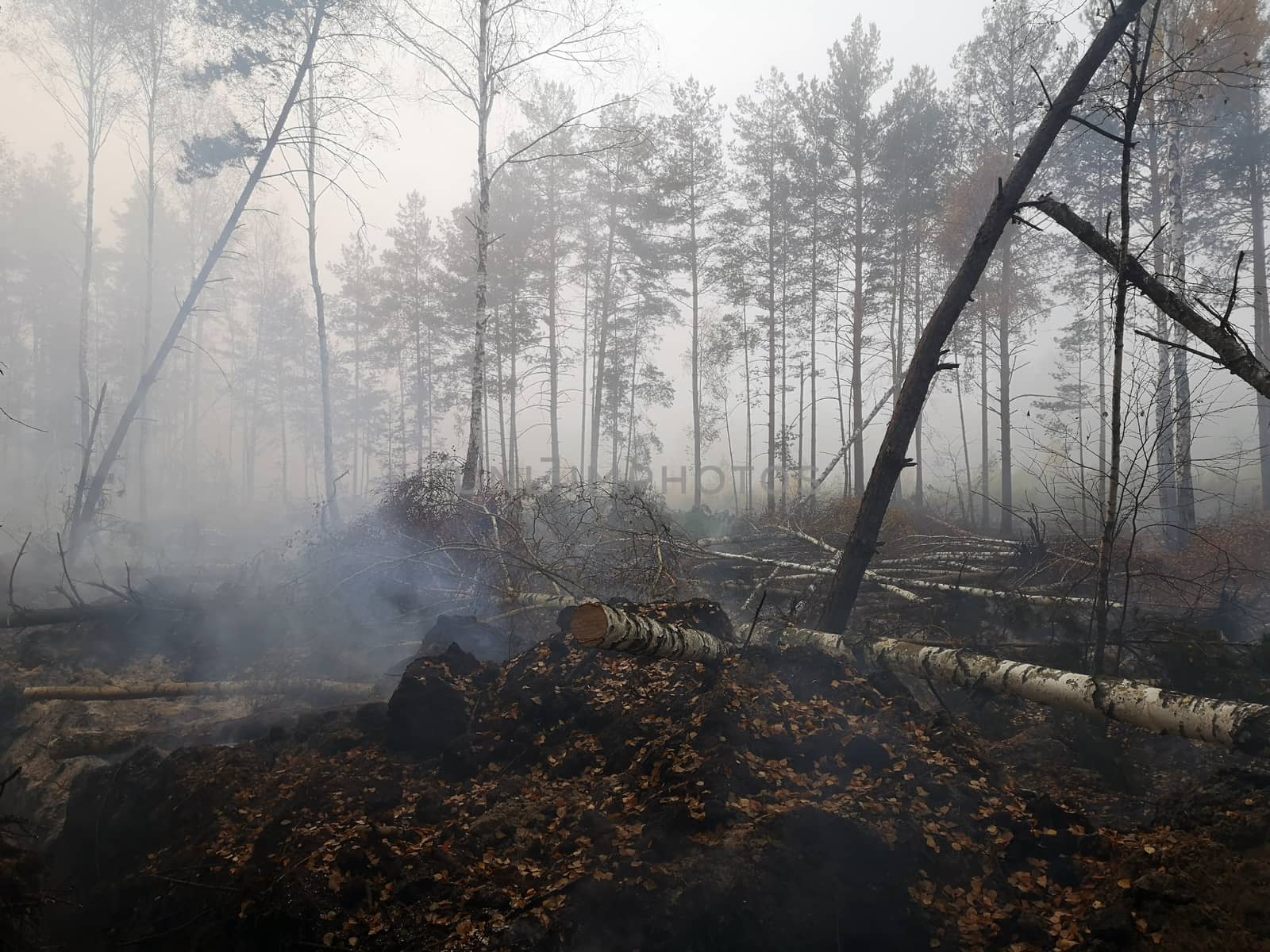 Peatlands are on fire. Forest fire and its consequences by 977_ReX_977