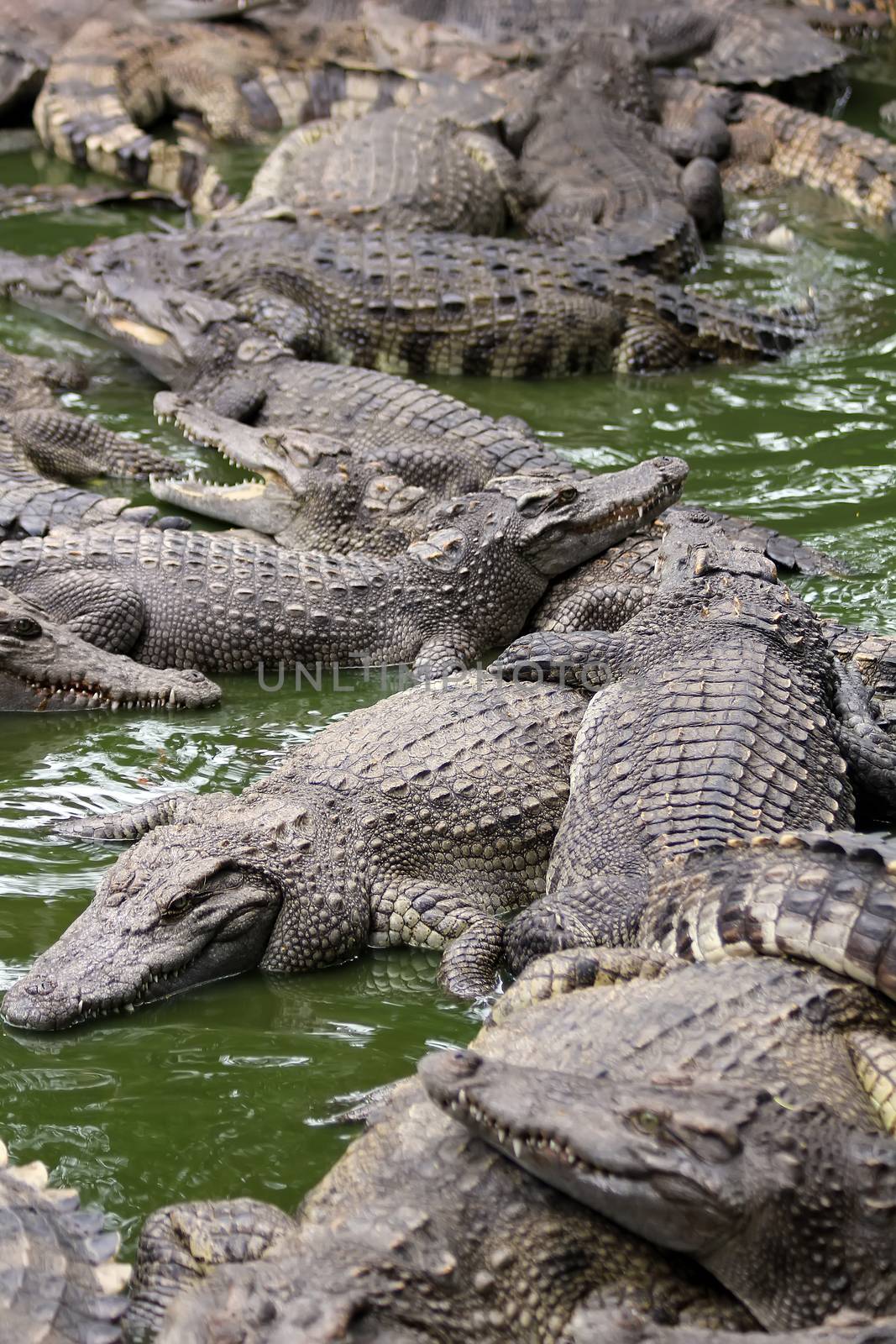 many crocodiles lie alternately in the water. Natural background.