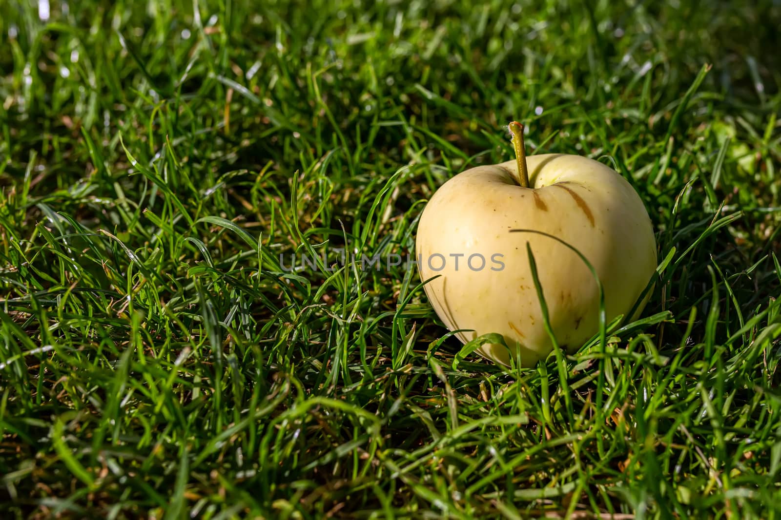 Harvest autumn. Yellow apple on green grass close-up. Natural sunlight in the early morning. Place for an inscription, copy space