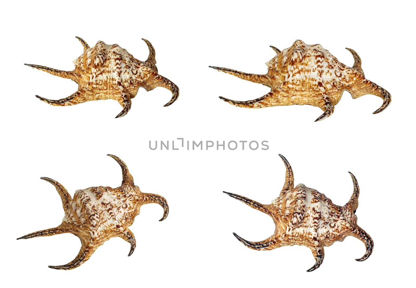 Set of Sea shell isolated on a white background. Lambis is a genus of large sea snails sometimes known as spider conchs, marine gastropod mollusks in the family Strombidae. In different angles.