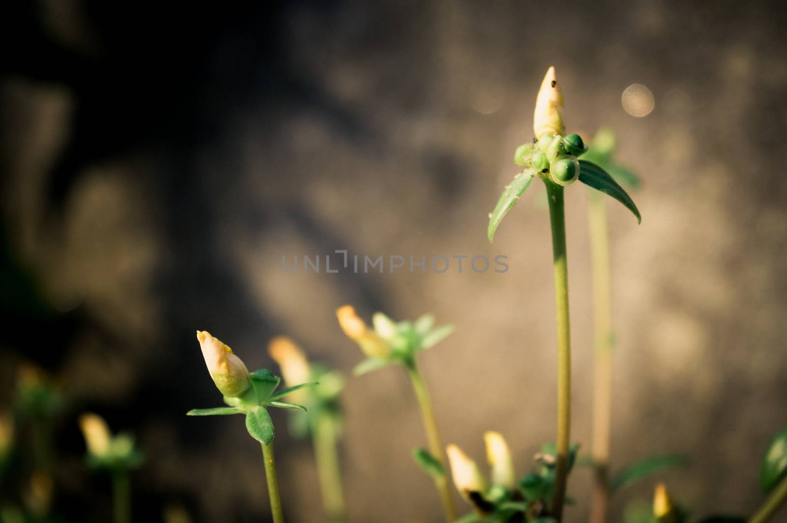 Flower bud about to bloom vulva. Delicate fluffy poppy flower bud seeds blooms in garden in morning sunlight just before blooming. Springtime natural background. Beauty in nature. Focus on foreground. by sudiptabhowmick