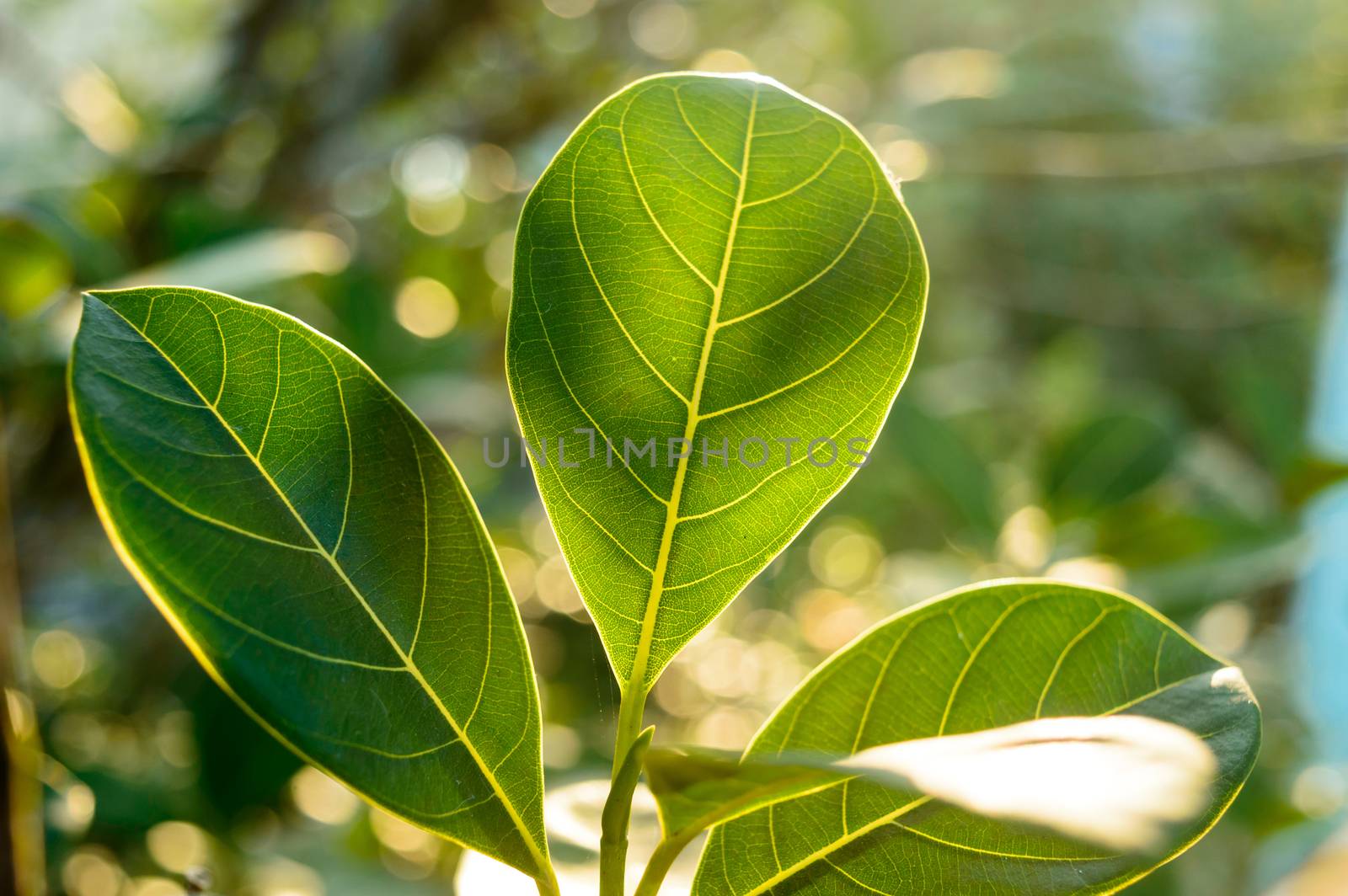 Green leaf absorbs morning sunlight. Leaves of a plant close-up with back-lit morning ray of light. Beauty in Nature background. Photosynthesis chlorophyll Botany Biology Concept.