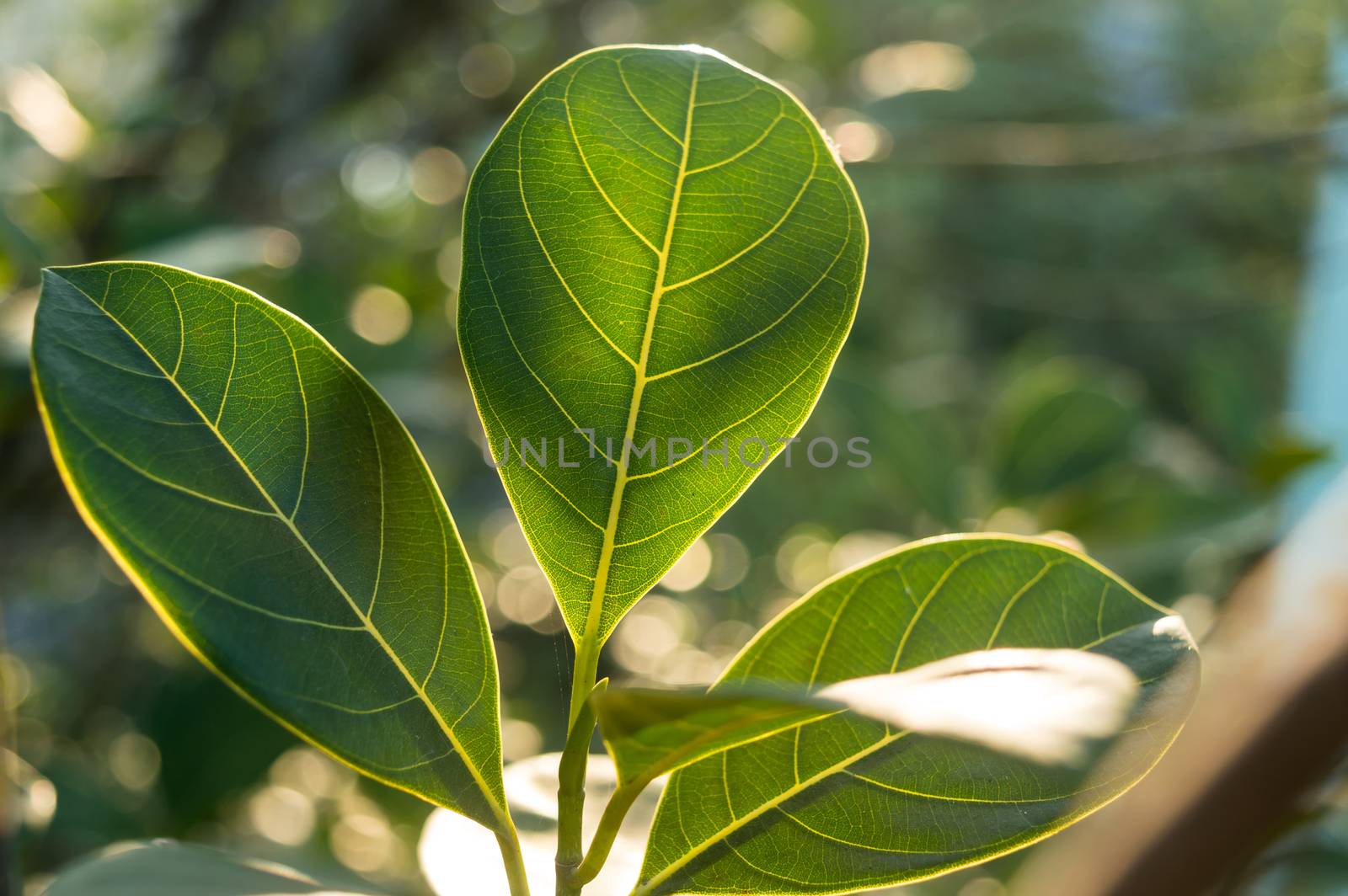 Green leaf absorbs morning sunlight. Leaves of a plant close-up with back-lit morning ray of light. Beauty in Nature background. Photosynthesis chlorophyll Botany Biology Concept. by sudiptabhowmick