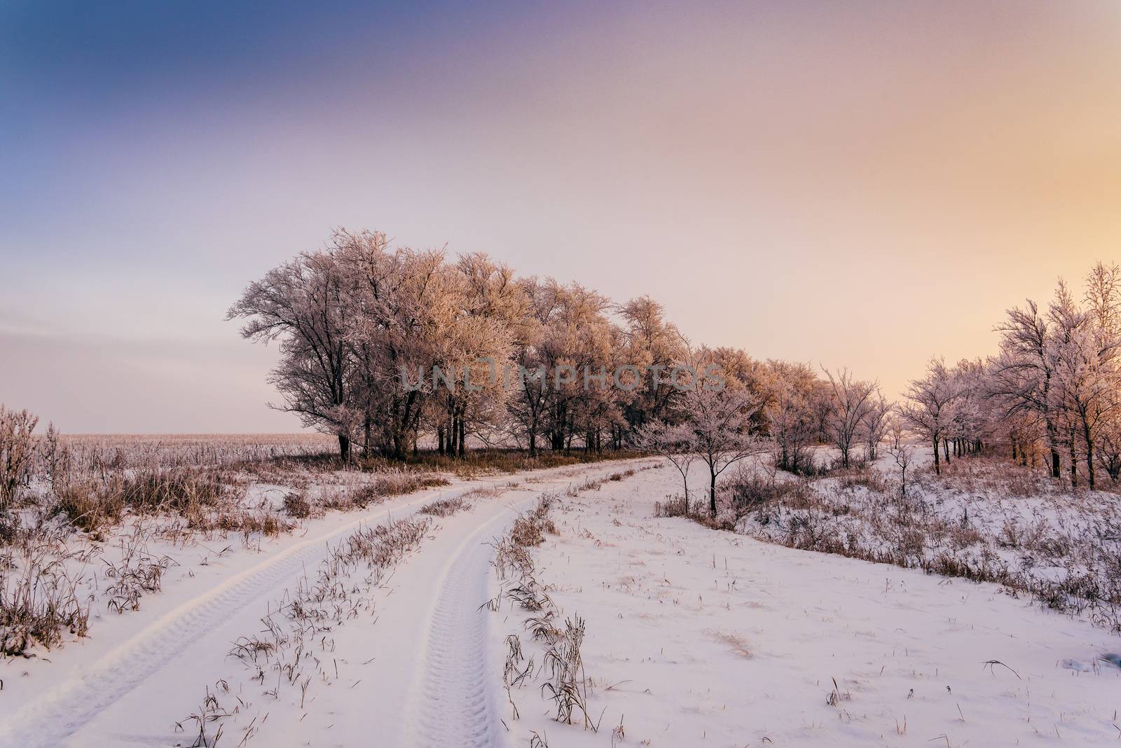 Winter road along trees covered with hoarfrost in sunset light