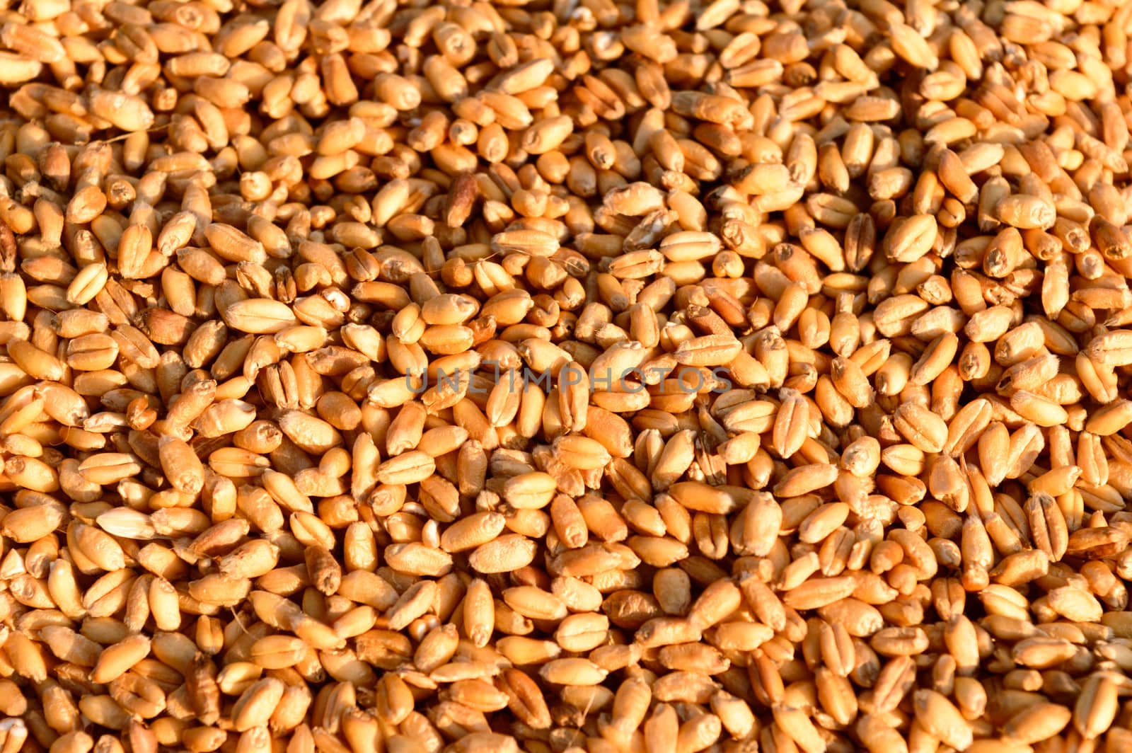 Seamless wheat grain texture pattern in morning sunlight. Natural dry raw organic food grain. Top view background. Dried breakfast cereal Macro shot. Closeup. Agriculture harvest concept. by sudiptabhowmick