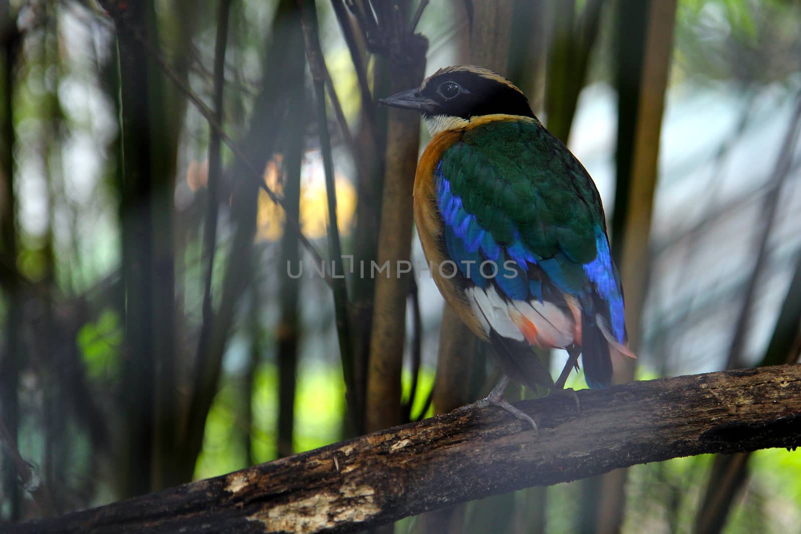 Bird exotic multi-colored tropical blue-red. Phuket Zoo Thailand. Bird in a cage.