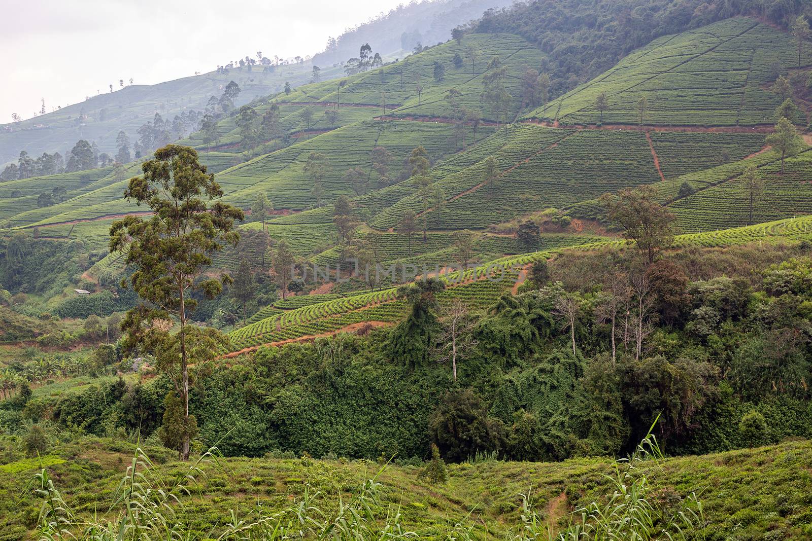 Tea tree plantations. The hills where tea is grown. Sri Laika Ceylon.