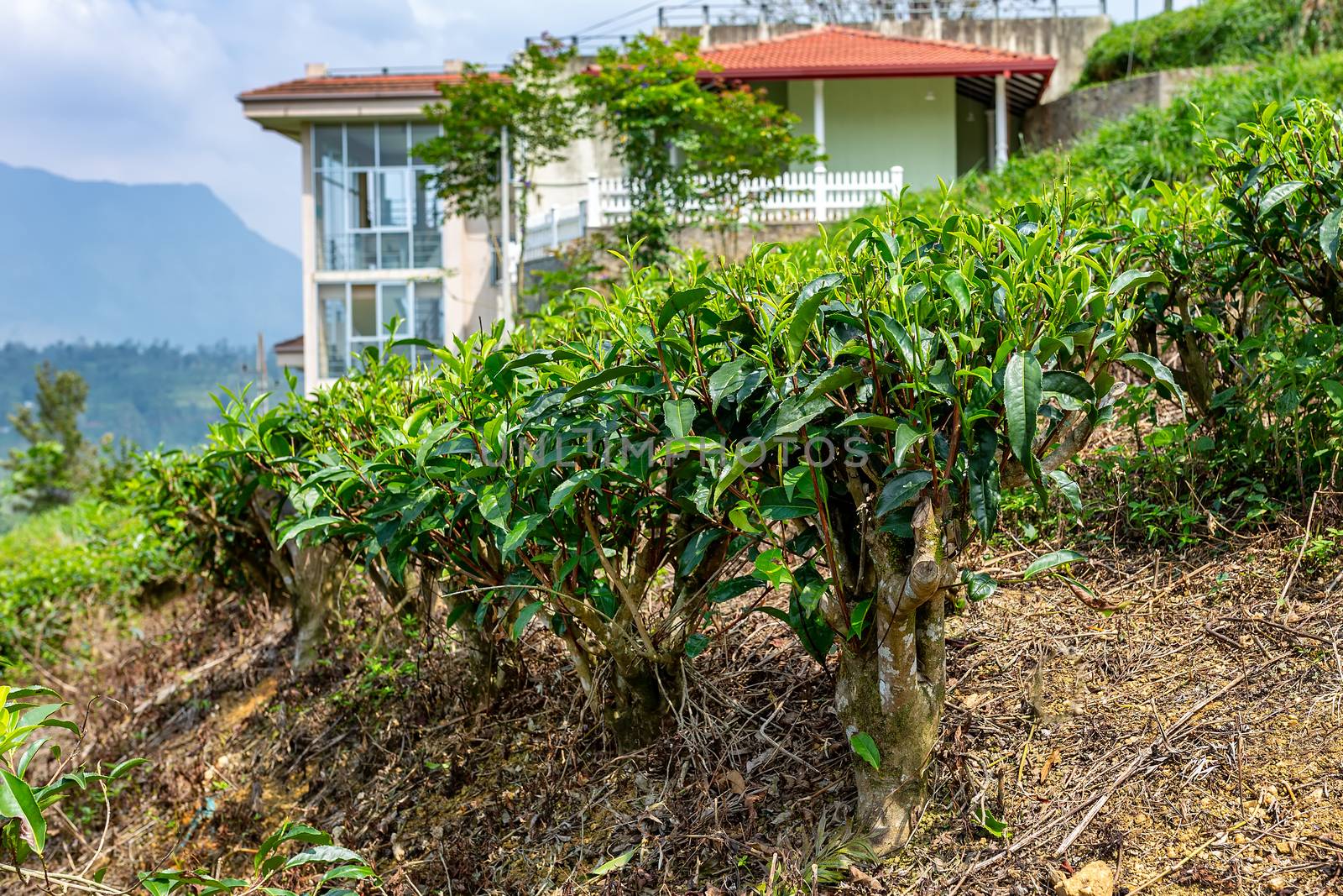 tea bushes, tea tree close-up on the background of a tea plantation and home. Sri Lanka Ceylon