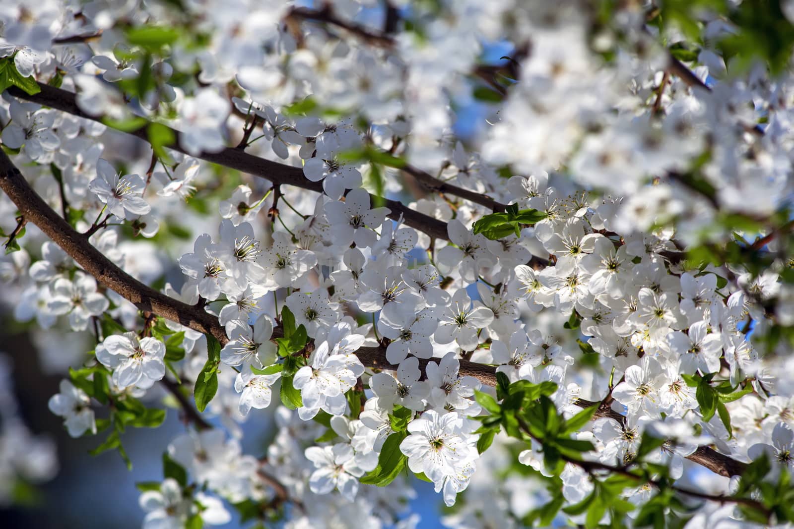 Beautiful flowering cherry - Sakura. Background with flowers on a spring day.