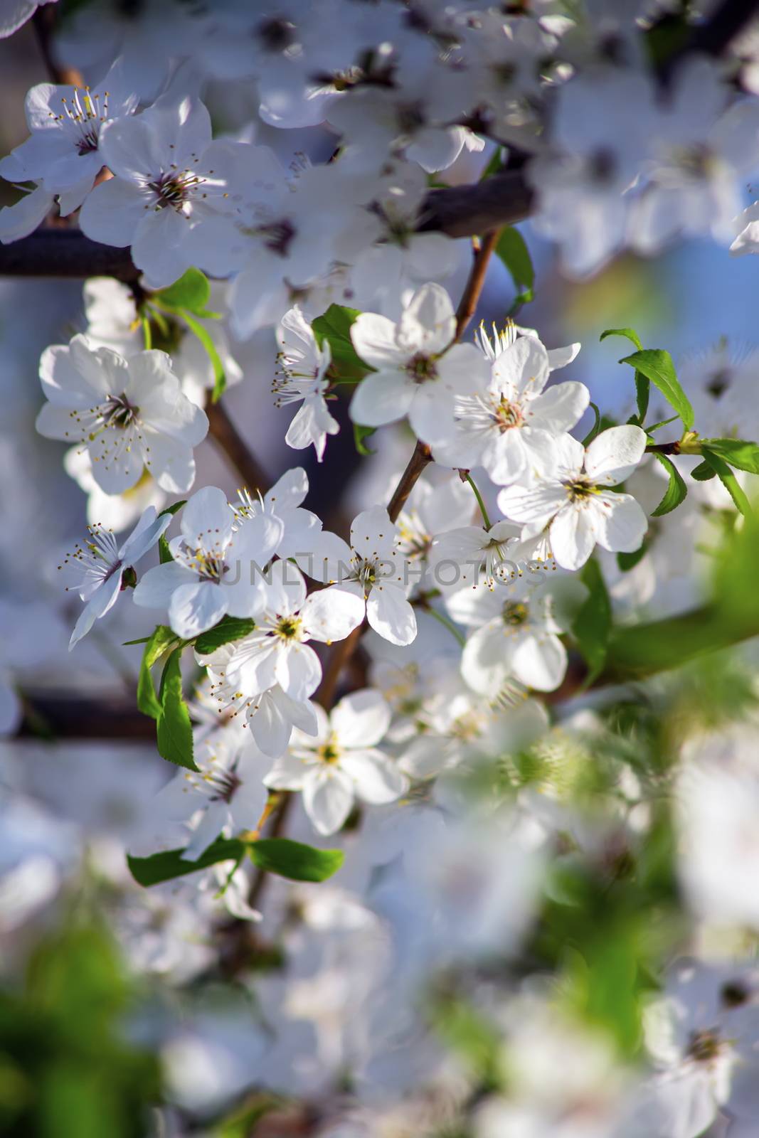 Flowers of the cherry blossoms on a spring day