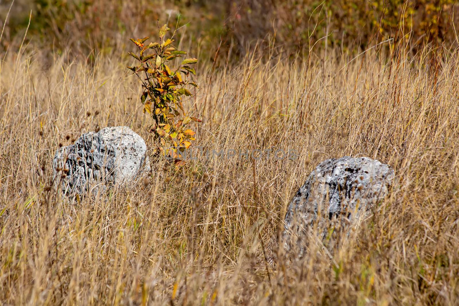 Abandoned cemetery. Old Jewish cemetery in the fall. Tombstones on a background of dry grass in a cemetery. The Jewish cemetery is a kirkut in the urban-type village of Satanov of Ukraine.