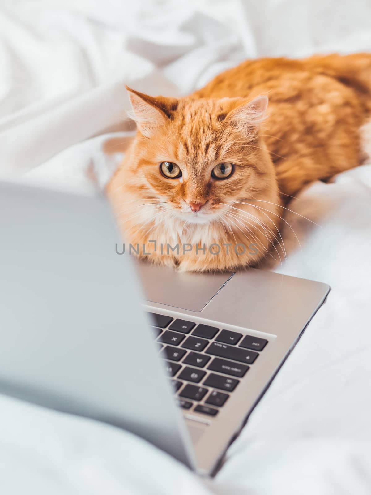 Cute ginger cat lying in bed with laptop. Fluffy pet with computer. Fuzzy domestic animal works remotely like human. Cozy home.