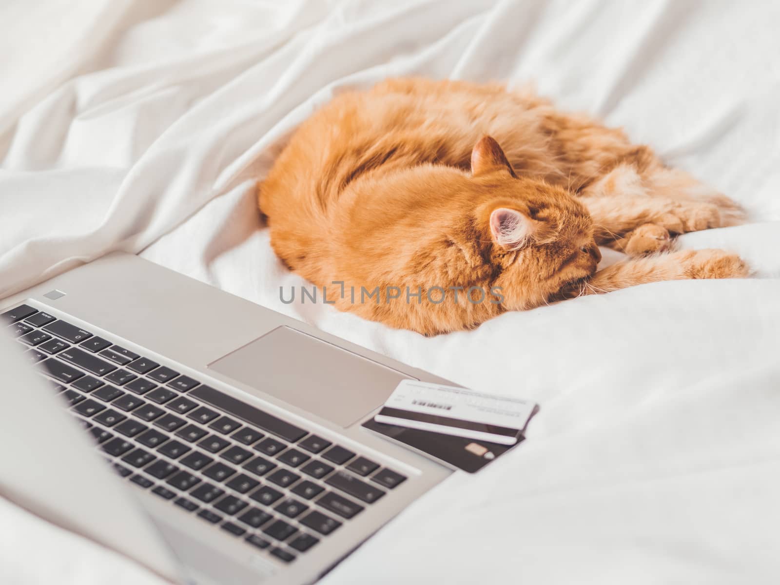 Cute ginger cat is sleeping in bed near laptop. Fluffy pet with by aksenovko