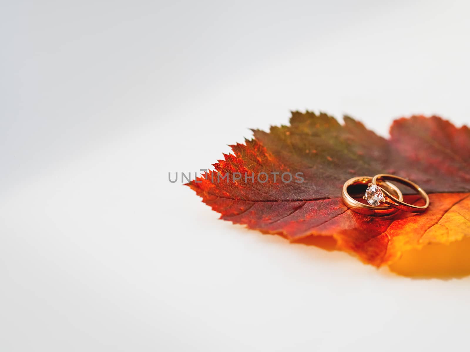 Golden wedding rings on bright and colorful autumn leaf. Monochr by aksenovko