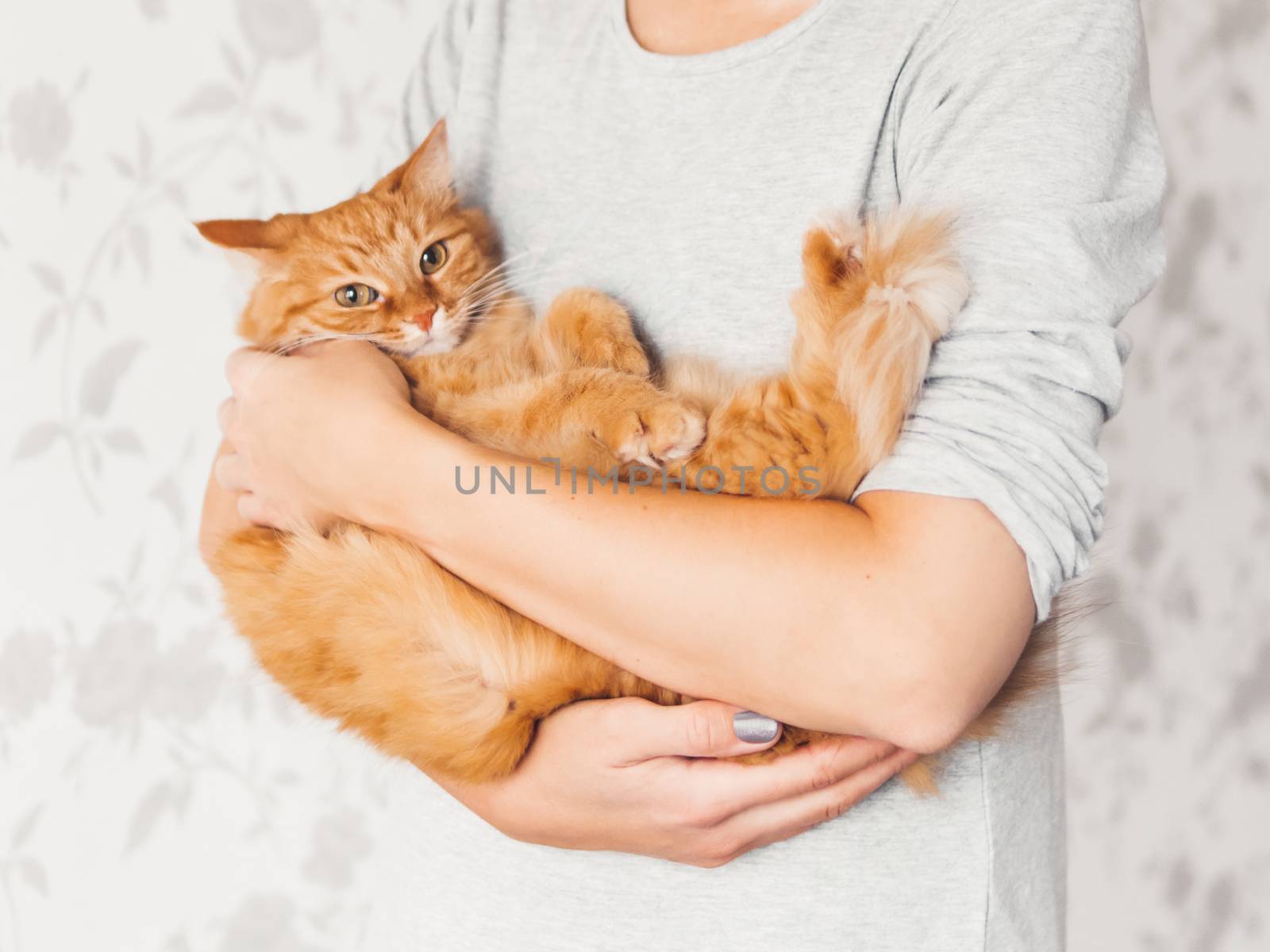 Woman cuddles her cute ginger cat. Fluffy pet looks pleased and sleepy. Fuzzy domestic animal. Cat lover.