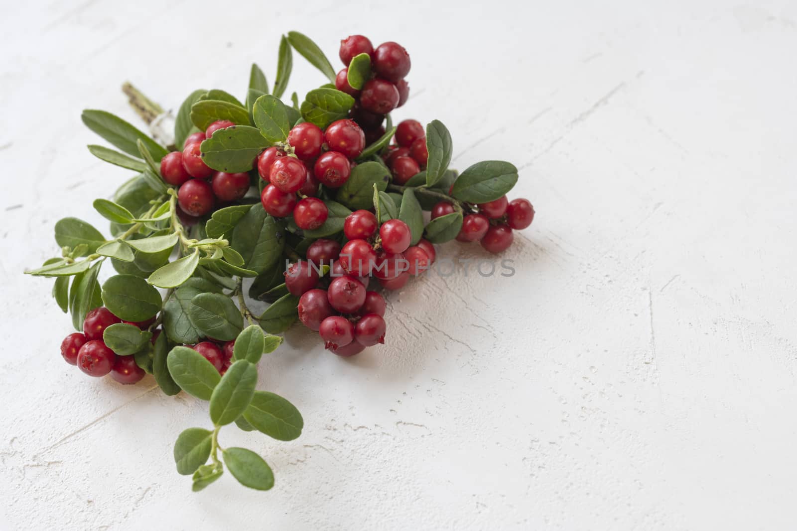 Cranberries and lingonberry. Set of wild northern berries. Clipping paths, shadows separated.