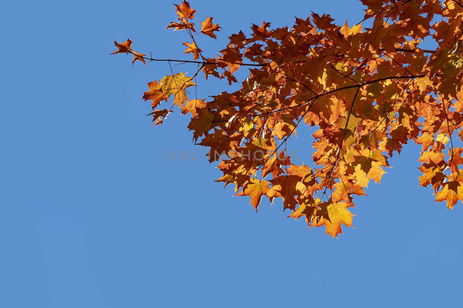 Autumn maple leaves on blue sky background by ben44