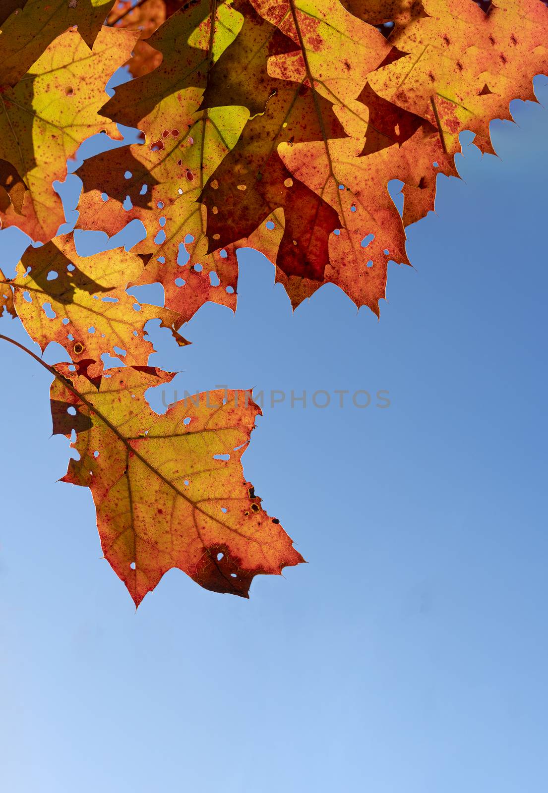 Background of autumn orange oak leaves with insect holes