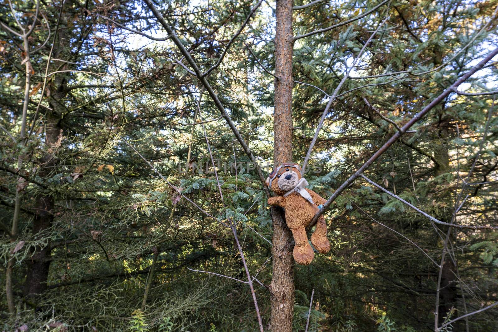 Children, playing, forgot the toy-bear alone in the forest