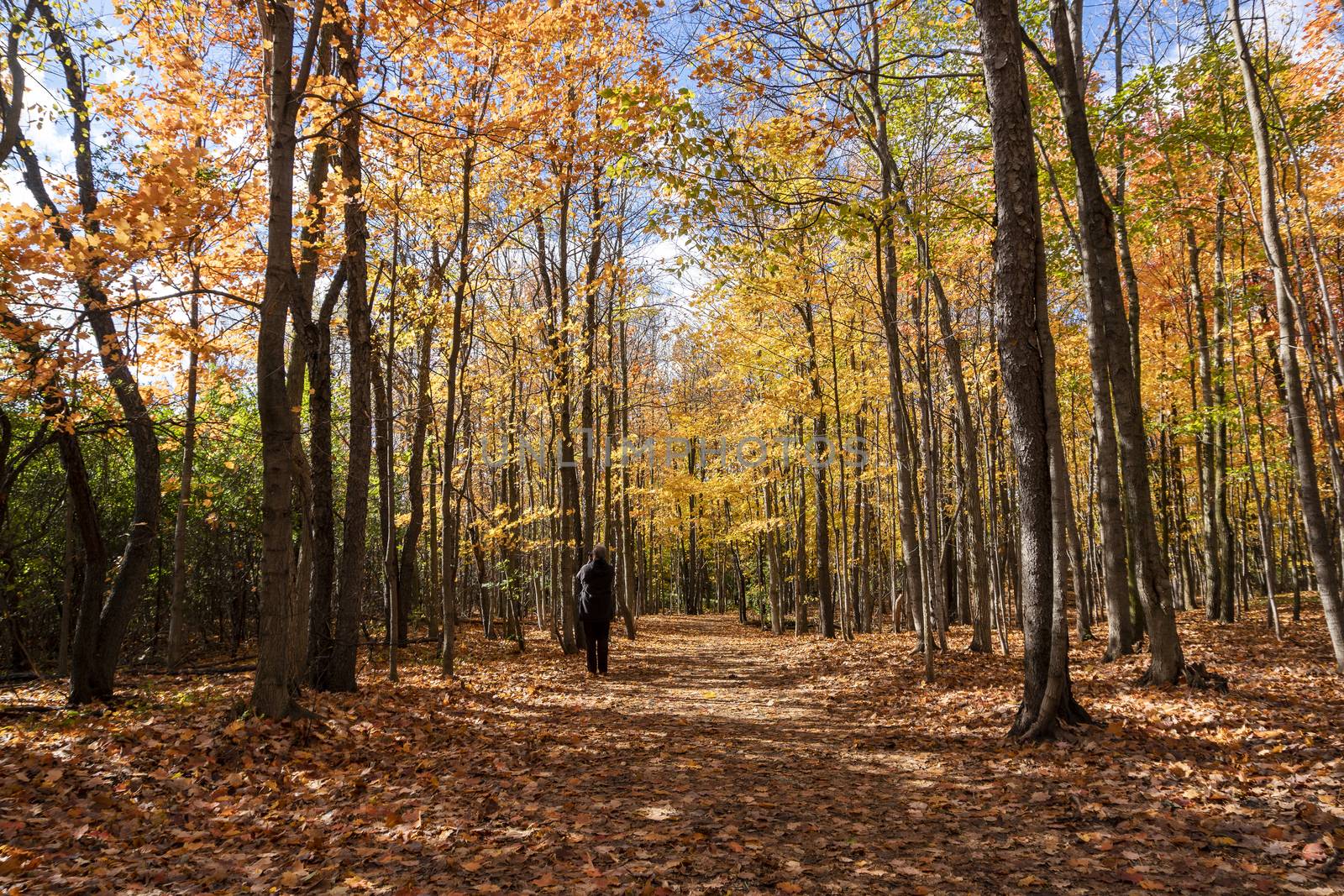 Photographer in the autumn, in a maple forest on looking for beautiful footage