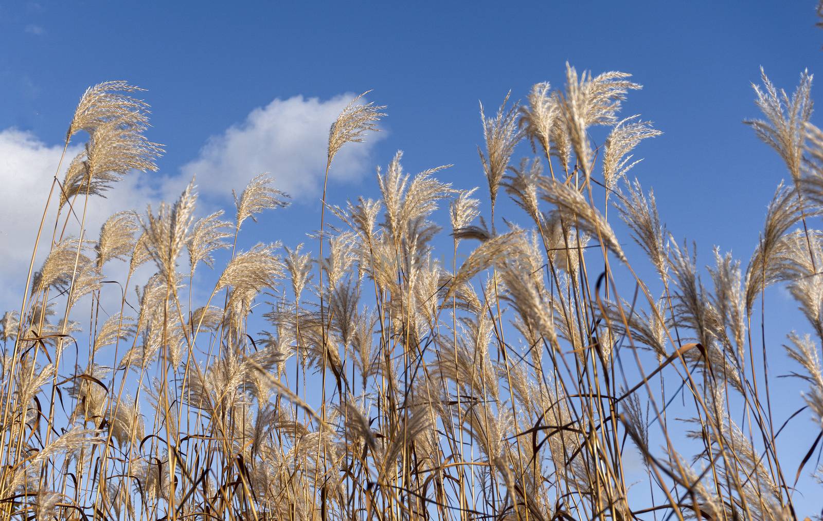 Steppe feather grass against blue sky by ben44