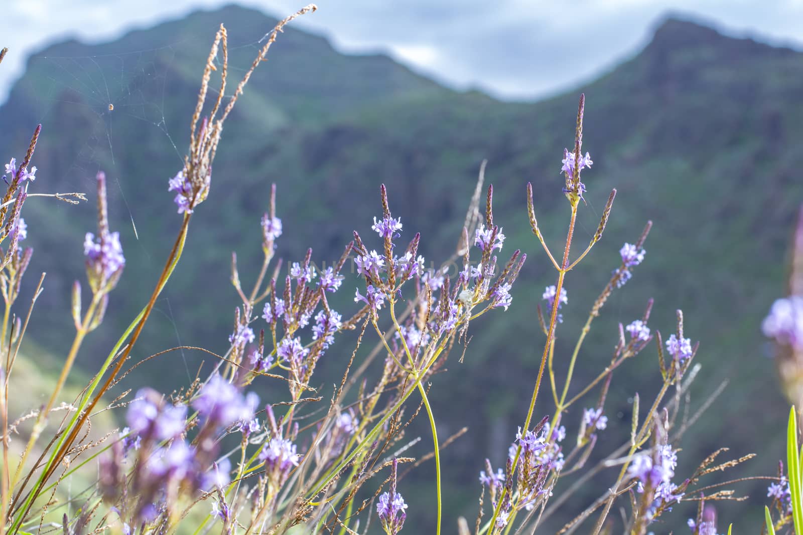 Beautiful landscapes of Barranco del Infierno in Tenerife.