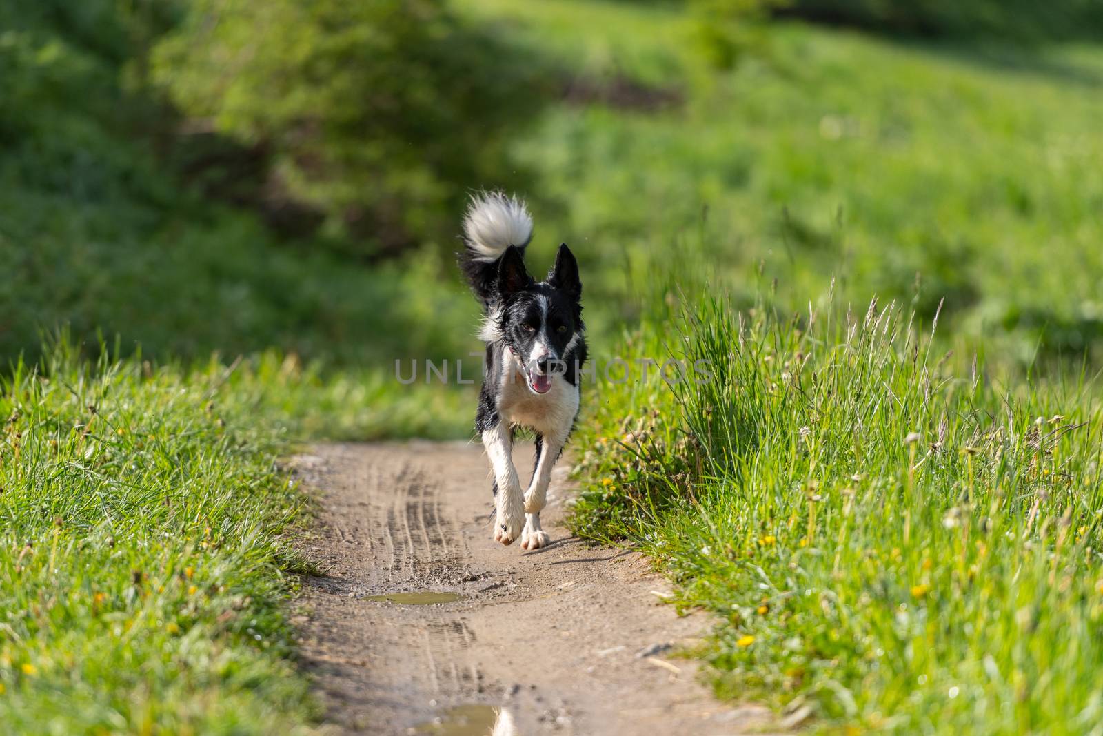Cute black and white Border Collie puppy In the mountain on Andorra.