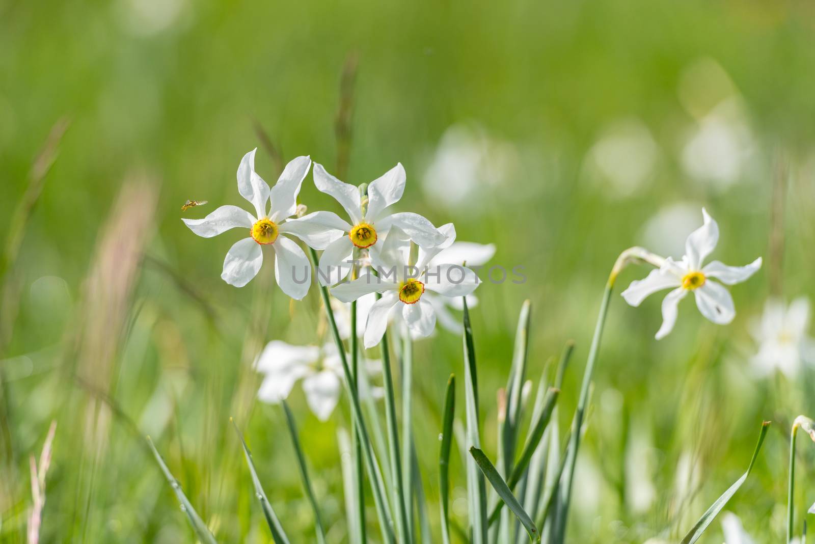 Grandalla. Narcissus poeticus
Symbolic flower of Andorra.