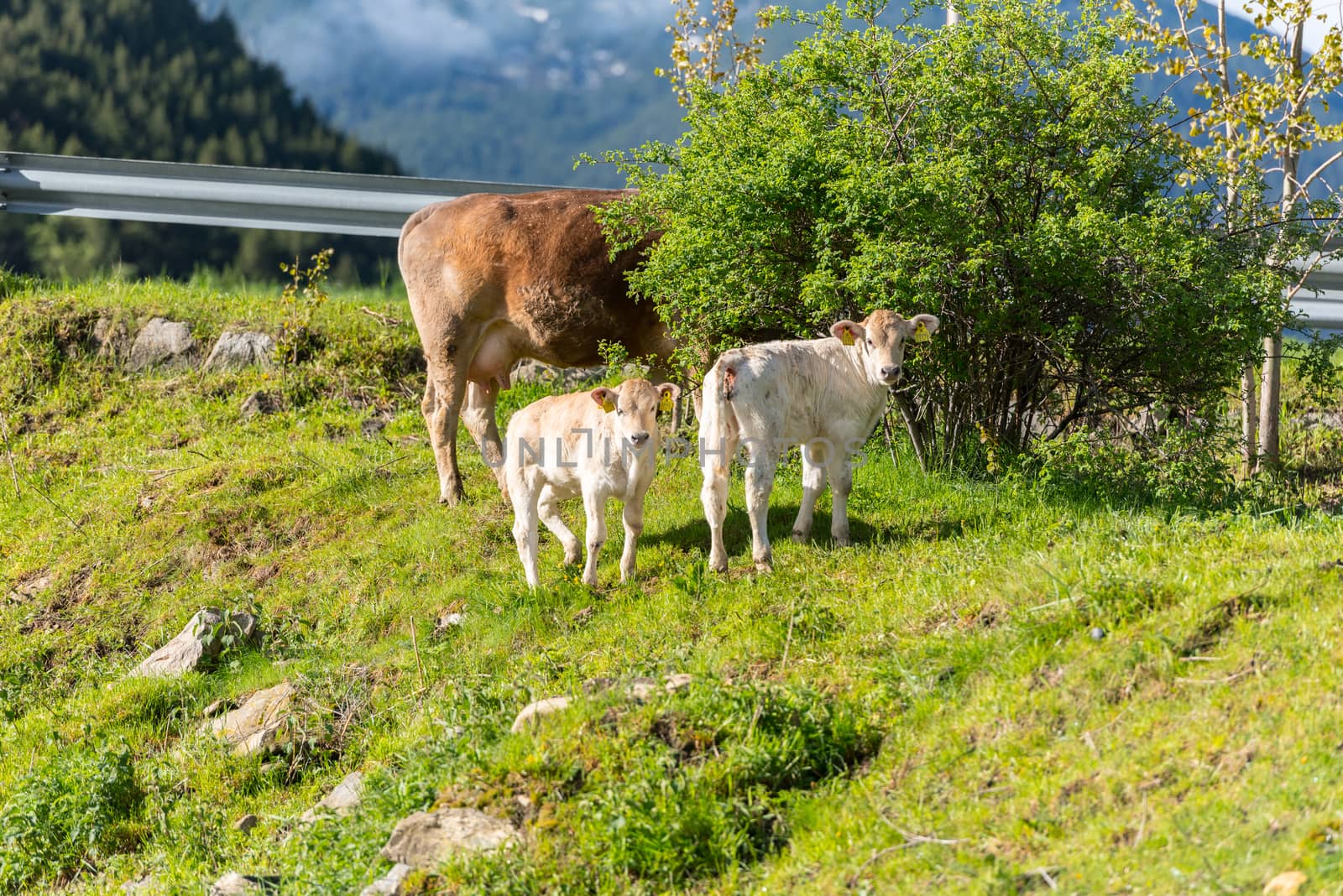 Canillo, Andorra : 2020 May 12 : Cows in the sun in the Canillo countryside in the Pyrenees, Andorra in spring.