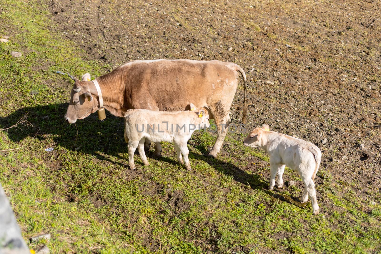 Canillo, Andorra : 2020 May 12 : Cows in the sun in the Canillo countryside in the Pyrenees, Andorra in spring.